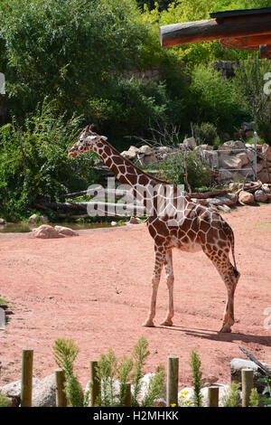 Le giraffe a Cheyenne Mountain Zoo in Colorado Foto Stock