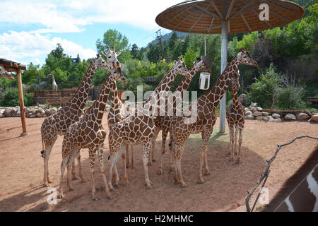 Allevamento di giraffe huddling all'ombra a Cheyenne Mountain Zoo in Colorado Foto Stock