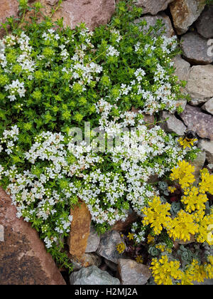 Timo; vulgaris, Gewuerz, Heilpflanze, Kraeuter, Kuechenkraeuter Foto Stock