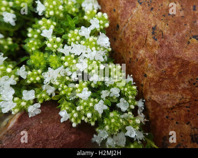 Timo; vulgaris, Gewuerz, Heilpflanze, Kraeuter Foto Stock