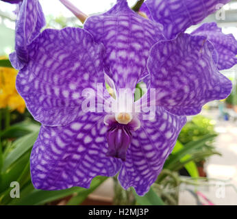 Orchidee, Vanda, ibrido, Motes Foto Stock