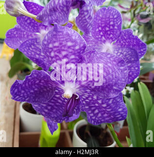 Orchidee, Vanda, ibrido, Motes Foto Stock