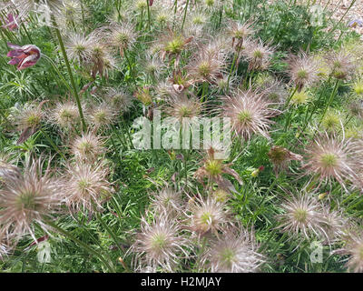 Kuechenschelle; Pulsatilla, pratensis; Samenstand, reif, samen, Heilpflanze Foto Stock