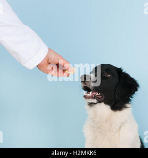 La ricompensa del veterinario Foto Stock