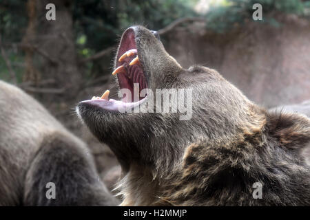 Testa di orso grizzly ringhiando Foto Stock