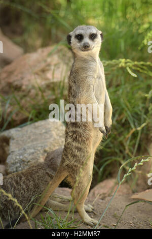 Meerkat sul belvedere in piedi sulle zampe posteriori Foto Stock