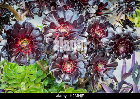 Rosette di bronzo di aeonium atropurpureumj Foto Stock