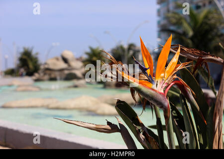 Restinga fiori di vegetazione nel sud-est del Brasile. Questa vegetazione è stata fotografata nella città di Cabo Frio, nei laghi Regi Foto Stock