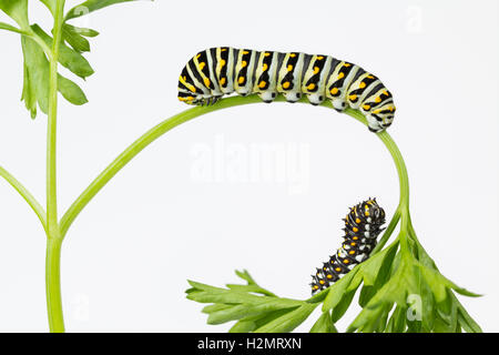Due nero a coda di rondine di larve di farfalla sulla pianta di prezzemolo, con copia spazio. Foto Stock