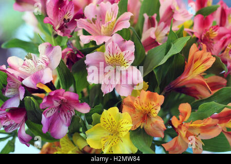 Alstroemeria, gigli peruviana in un gruppo di multi-bellissimi colori Foto Stock