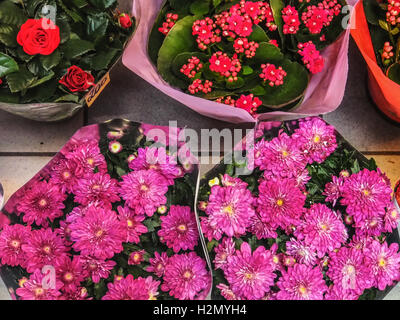 Fiore in vendita Foto Stock