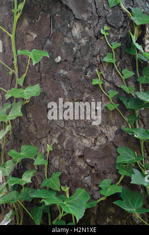 Arrampicata comune baltico steli di edera, Hedera helix L. var. baltica, nuovo e fresco giovane evergreen superriduttore foglie grandi verticale dettagliata Foto Stock