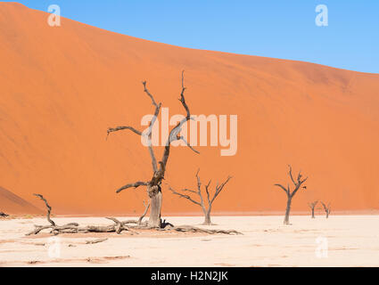 Camelthorn morto (Acacia erioloba) alberi in Dead Vlei, Namib-Naukluft National Park, Namibia Foto Stock