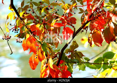Rientrano in scena con vite rossa foglie e bacche. Foto Stock