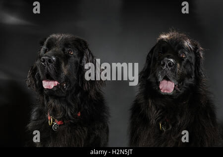 Ritratto di big black water-dog, riprese in studio, isolato su sfondo scuro Foto Stock