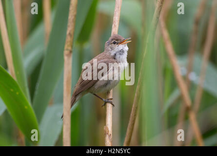 Reed Trillo Acrocephalus scirpaceus in reedbed Foto Stock