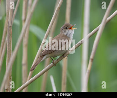 Reed Trillo Acrocephalus scirpaceus in reedbed Foto Stock