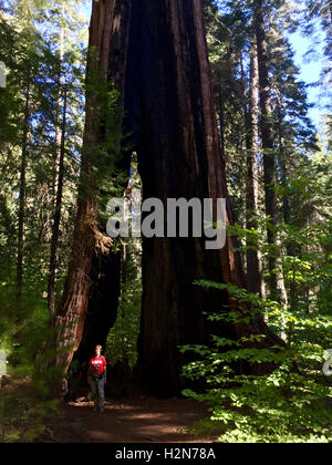 Un escursionista si erge di fronte a un gigantesco albero di sequoia con un gruppo nel Parco Nazionale di Yosemite in California Foto Stock