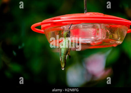 Un bambino maschio Ruby-throated Hummingbird, archilochus colubris, in corrispondenza di un alimentatore prima di sviluppare la colorazione maschio. Oklahoma, Stati Uniti d'America. Foto Stock