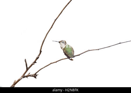 Un maschio immaturo Ruby-throated Hummingbird archilochus colubris. I maschi immaturi di guardare una partita come le femmine. Oklahoma, Stati Uniti d'America Foto Stock