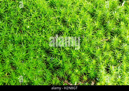 Vista ravvicinata di uno spesso letto di haircap moss. Foto Stock