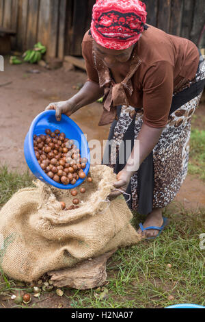 Un commercio equo coltivatore sacchi raccolti di fresco di noci di macadamia nella contea di Kirinyaga, Kenya. Foto Stock
