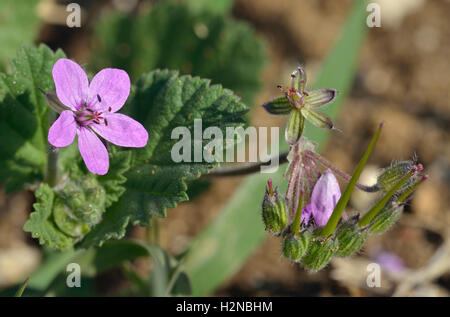 Malva-lasciava di cicogna-bill - Erodium malacoides fiore & Frutta Foto Stock