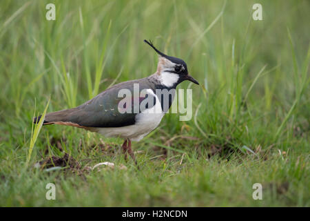 Pavoncella / Kiebitz ( Vanellus vanellus ), femmina adulta, in un ampio prato circostante tipica. Foto Stock