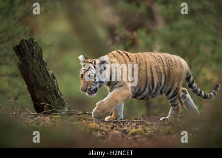Royal tigre del Bengala / Koenigstiger ( Panthera tigris ), morph naturale, cute animale giovane, intrufolarsi attraverso i boschi. Foto Stock