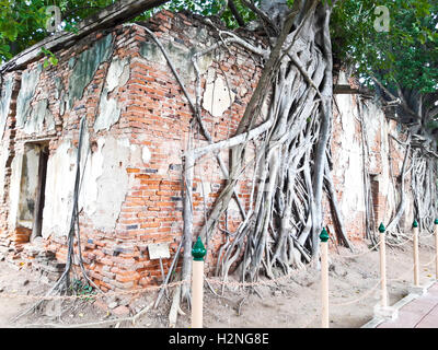 Antica Chiesa tailandese di Sang Kratai tempio Tailandia,radici sulla Chiesa, Bodhi Tree ,Angthong , della Thailandia Foto Stock