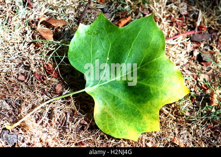 Tulip tree foglie con bordo giallo su erba secca inferiore. Foto Stock