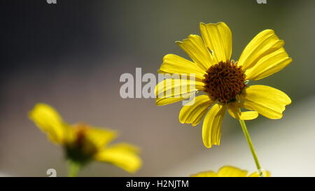 Giallo (Brittlebrush Encelia farinosa) fiore nella messa a fuoco nella Anza-Borrego Desert State Park, California Foto Stock