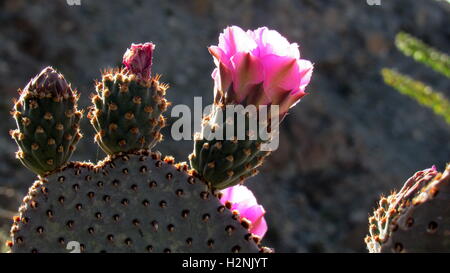 Ficodindia fioritura cactus con bellissimi fiori rosa Anza-Borrego nel deserto di Sonora Foto Stock