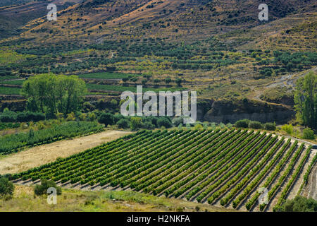 Vista aerea del campo di vigneti nel comune di Igea, La Rioja, Spagna, Europa. Foto Stock