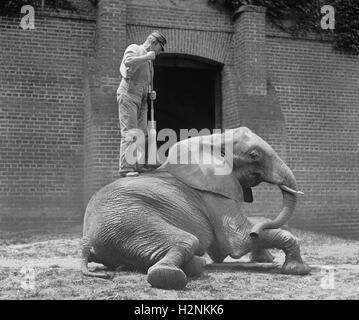 Addestratore di animali con la scopa in piedi sul Jumebina l'Elefante, Washington DC, Stati Uniti d'America, Nazionale Foto Company, 1922 Foto Stock