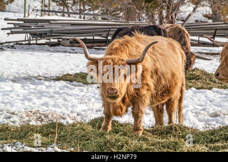 Shaggy pelose, dalle lunghe corna di bovini Highland. Foto Stock