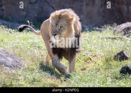 Un leone con un grande mane camminando nell'erba. Foto Stock