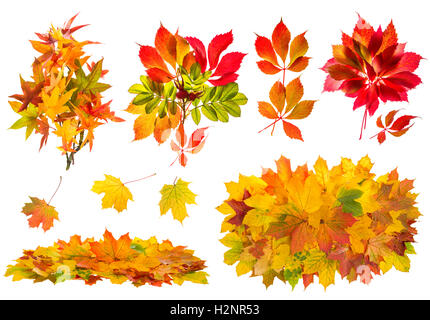 Rosso e foglie di giallo isolato su sfondo bianco. La natura in autunno gli oggetti Foto Stock