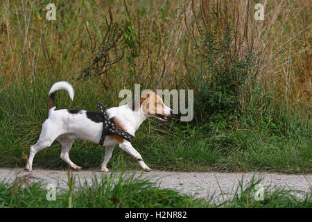 Giovane jack russell cucciolo trotto su un percorso in alti erba selvatica Foto Stock