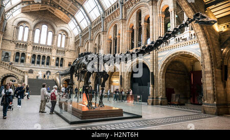 'Dippy' il Diplodocus Dinosaur presso il Museo di Storia Naturale di Londra Foto Stock