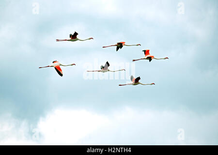 Fenicotteri rosa in volo (Phoenicopterus roseus), Big Momella Lake, il Parco Nazionale di Arusha, Tanzania Foto Stock