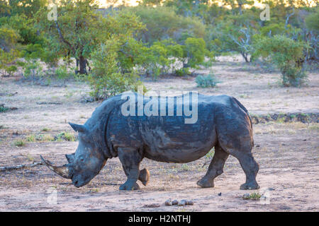 Rinoceronte bianco (Ceratotherium simum) camminando attraverso la savana africana, Timbavati Game Reserve, Sud Africa Foto Stock