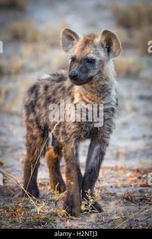 Giovani spotted ridere iena (Crocuta crocuta), Timbavati Game Reserve, Sud Africa Foto Stock