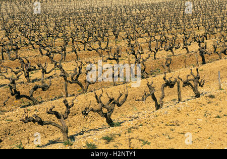 Vigneto, Cotes du Rhone, Drome, Francia, Europa Foto Stock