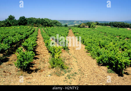 Vigneto, Cotes du Rhone, Drome, Francia, Europa Foto Stock