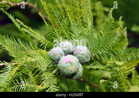 Coni di polline e fronde di cipresso calvo (Taxodium distichum). Foto Stock