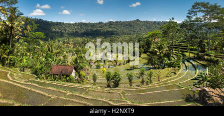 Indonesia, Bali, Sidemen, crescent terrazze di riso sulla strada per Semarapura, panoramica Foto Stock