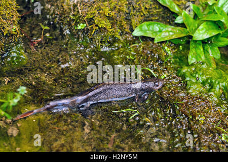 Femmina di tritone crestato italiano Triturus carnifex nel suo habitat naturale. Foto Stock