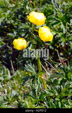 Close-up di fiori alpini (globeflower Trollius europaeus). Foto Stock