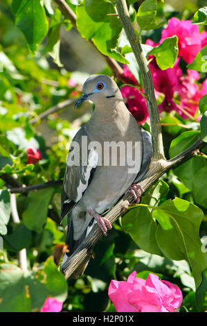 Bianco-winged colomba (Zenaida asiatica) appollaiate su un albero in fiore in Playa del coco, Costa Rica. Foto Stock